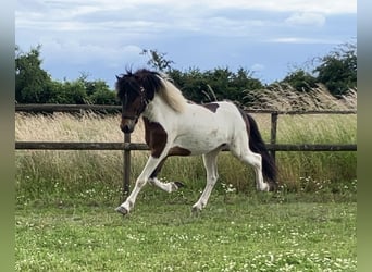 Islandpferd, Wallach, 5 Jahre, 13,3 hh, Schecke