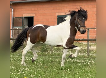 Islandpferd, Wallach, 5 Jahre, 13,3 hh, Schecke