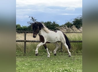 Islandpferd, Wallach, 5 Jahre, 13,3 hh, Schecke