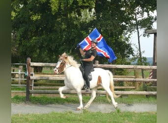 Icelandic Horse, Gelding, 5 years, 13,3 hh, Pinto