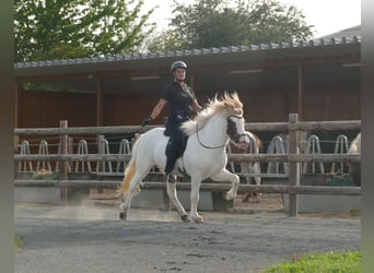 Icelandic Horse, Gelding, 5 years, 13,3 hh, Pinto