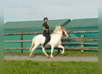 Icelandic Horse, Gelding, 5 years, 13,3 hh, Pinto