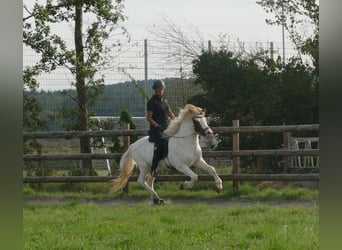 Icelandic Horse, Gelding, 5 years, 13,3 hh, Pinto