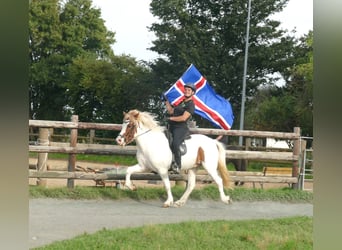 Icelandic Horse, Gelding, 5 years, 13,3 hh, Pinto