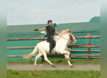 Icelandic Horse, Gelding, 5 years, 13,3 hh, Pinto