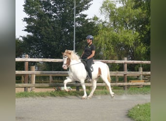 Icelandic Horse, Gelding, 5 years, 13,3 hh, Pinto