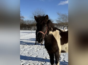 Icelandic Horse, Gelding, 5 years, 13.3 hh, Pinto