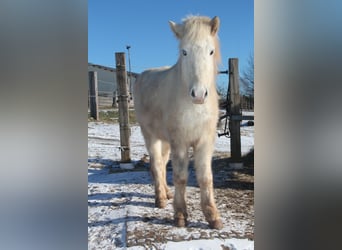 Icelandic Horse, Gelding, 5 years, 13 hh, Gray