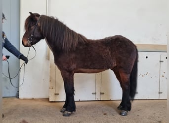 Icelandic Horse, Gelding, 5 years, 13,1 hh, Bay-Dark