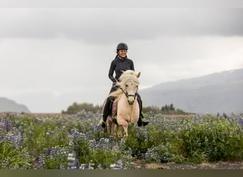 Icelandic Horse, Gelding, 5 years, 13,1 hh, Palomino