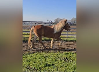 Icelandic Horse, Gelding, 5 years, 13,2 hh, Chestnut-Red