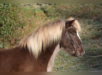 Icelandic Horse, Gelding, 5 years, 13,2 hh
