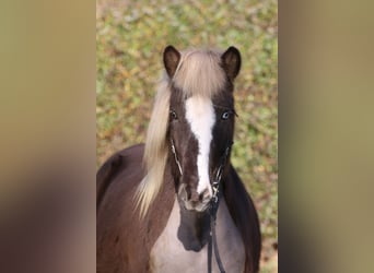 Icelandic Horse, Gelding, 5 years, 13,2 hh
