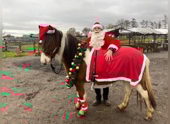 Icelandic Horse, Gelding, 5 years, 13,2 hh, Pinto