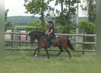 Icelandic Horse, Gelding, 5 years, 13,3 hh, Black