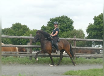 Icelandic Horse, Gelding, 5 years, 13,3 hh, Black