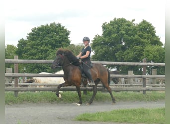 Icelandic Horse, Gelding, 5 years, 13,3 hh, Black