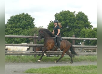 Icelandic Horse, Gelding, 5 years, 13,3 hh, Black