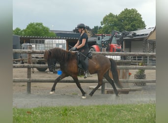 Icelandic Horse, Gelding, 5 years, 13,3 hh, Black