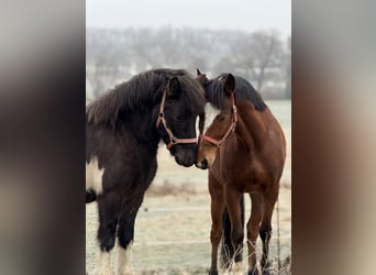 Icelandic Horse, Gelding, 5 years, 13,3 hh, Pinto