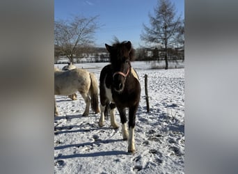 Icelandic Horse, Gelding, 5 years, 13,3 hh, Pinto