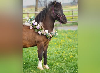 Icelandic Horse, Gelding, 5 years, 14.1 hh, Black
