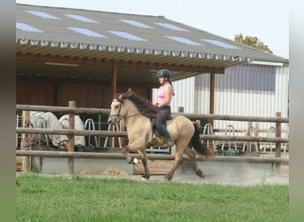 Icelandic Horse, Gelding, 5 years, 14.1 hh, Buckskin