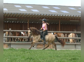 Icelandic Horse, Gelding, 5 years, 14.1 hh, Buckskin