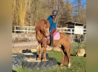 Icelandic Horse Mix, Gelding, 5 years, 14.1 hh, Chestnut-Red