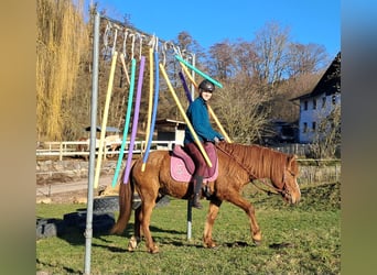 Icelandic Horse Mix, Gelding, 5 years, 14.1 hh, Chestnut-Red