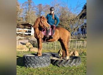Icelandic Horse Mix, Gelding, 5 years, 14.1 hh, Chestnut-Red
