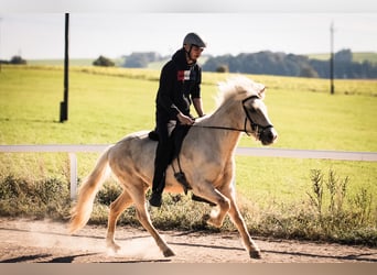 Icelandic Horse, Gelding, 5 years, 14,1 hh, Palomino