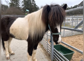 Icelandic Horse, Gelding, 5 years, 14.1 hh, Pinto