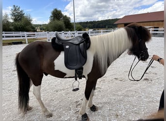 Icelandic Horse, Gelding, 5 years, 14.1 hh, Pinto