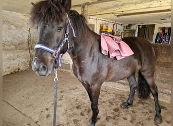 Icelandic Horse, Gelding, 5 years, 14.2 hh