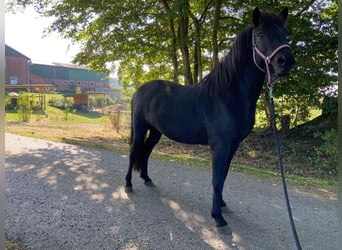 Islandpferd, Wallach, 5 Jahre, 14,2 hh