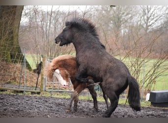 Icelandic Horse, Gelding, 5 years, 14.2 hh