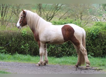 Icelandic Horse, Gelding, 5 years, 14.2 hh, Pinto