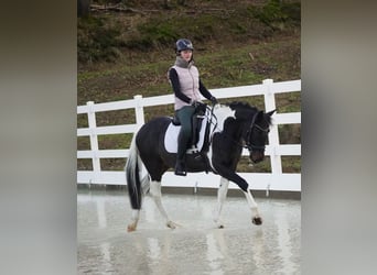 Icelandic Horse Mix, Gelding, 5 years, 14,2 hh, Pinto