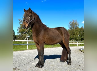 Icelandic Horse, Gelding, 5 years, 14 hh, Bay-Dark