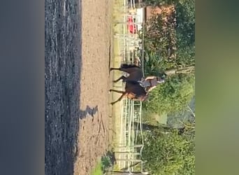 Icelandic Horse, Gelding, 5 years, 14 hh, Bay-Dark