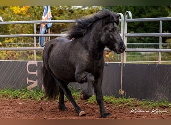Icelandic Horse, Gelding, 5 years, 14 hh, Black