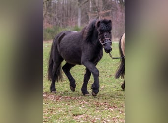 Icelandic Horse, Gelding, 5 years, 14 hh, Black