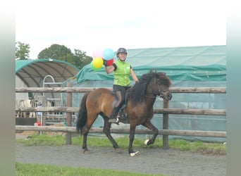 Icelandic Horse, Gelding, 5 years, 14 hh, Black