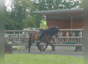 Icelandic Horse, Gelding, 5 years, 14 hh, Black