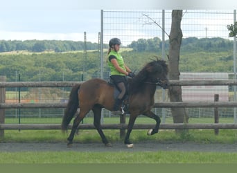 Icelandic Horse, Gelding, 5 years, 14 hh, Black