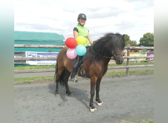 Icelandic Horse, Gelding, 5 years, 14 hh, Black