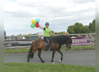 Icelandic Horse, Gelding, 5 years, 14 hh, Black