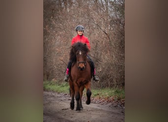 Icelandic Horse, Gelding, 5 years, 14 hh, Brown