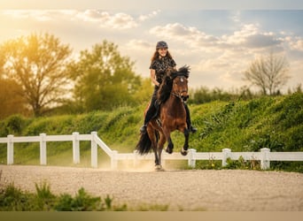 Icelandic Horse, Gelding, 5 years, 14 hh, Brown